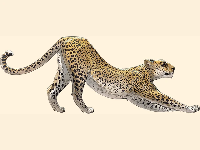 African Leopard