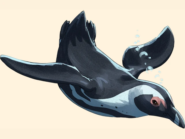 African Penguin