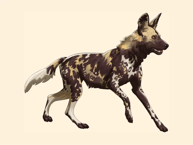 African Wild Dog