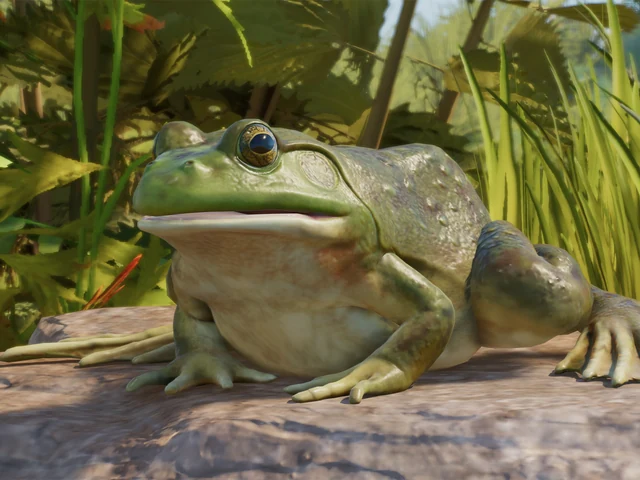 American Bullfrog