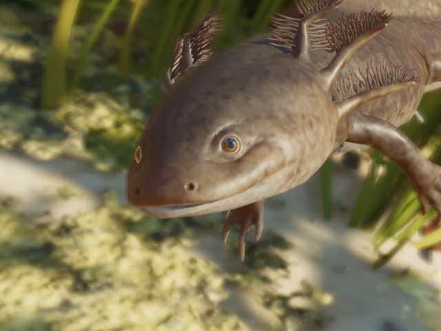Axolotl
