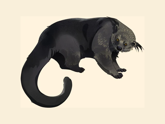 Binturong
