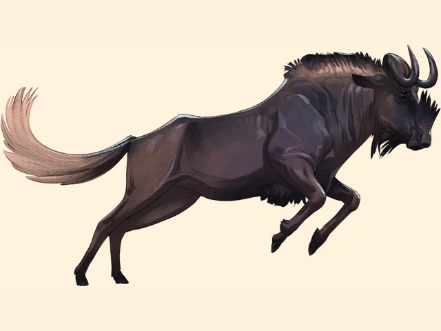 Black Wildebeest