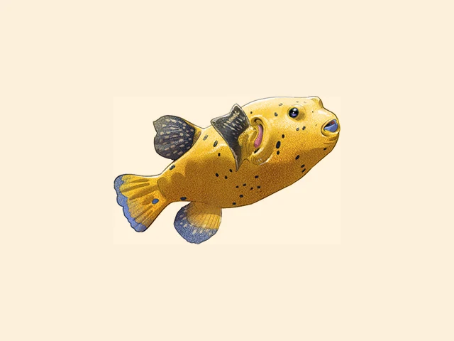 Blackspotted Puffer