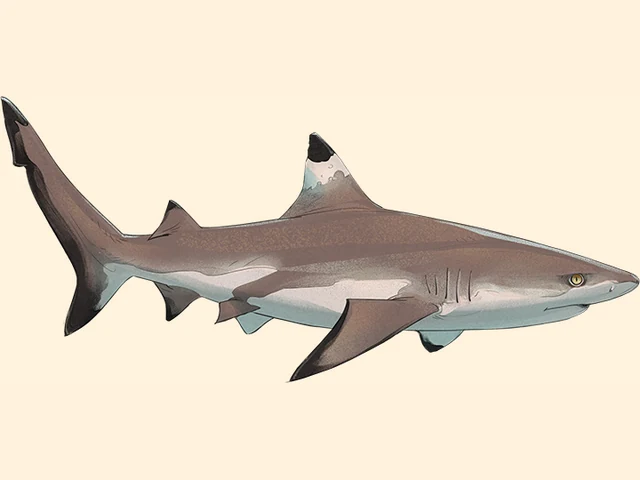 Blacktip Reef Shark