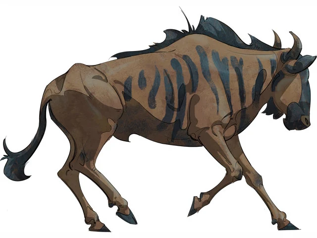 Blue Wildebeest