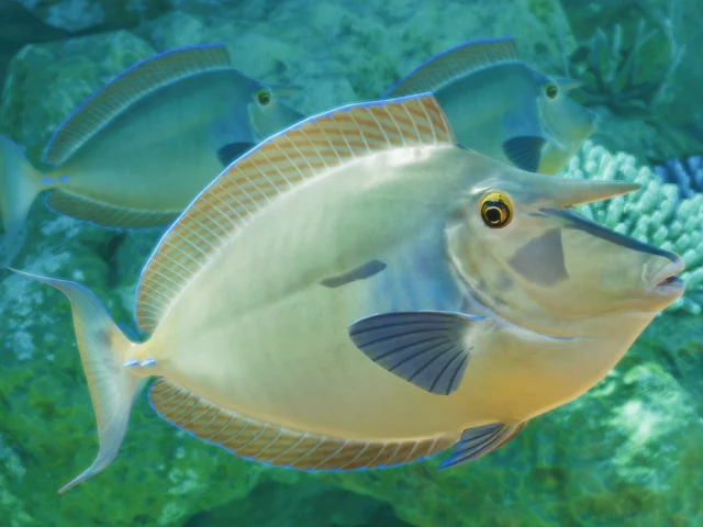 Bluespine Unicornfish