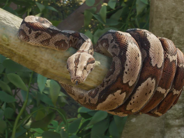 Boa Constrictor