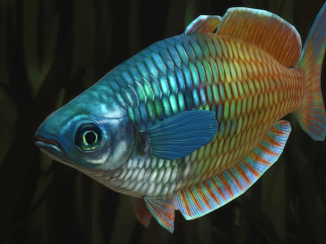 Boeseman's Rainbowfish