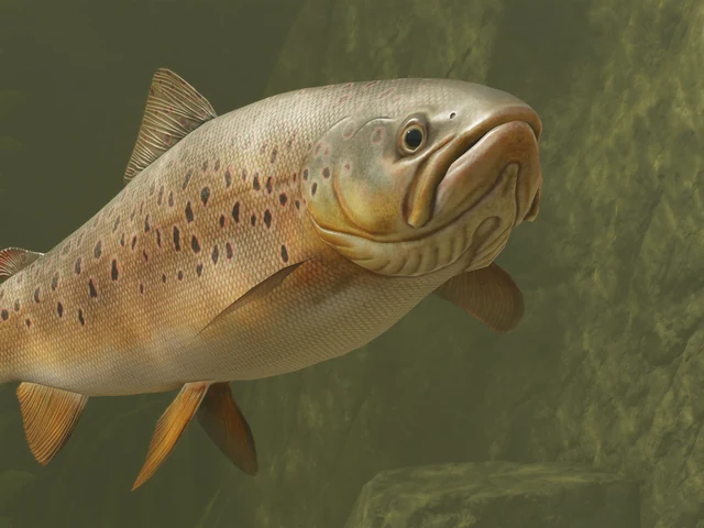 Brown Trout