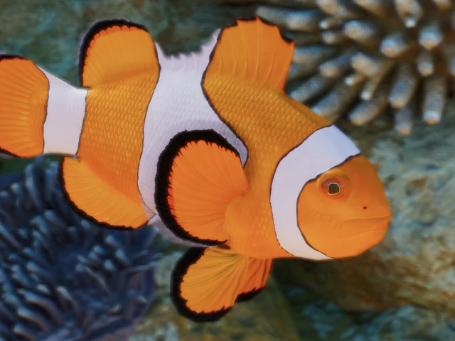 Clown Anemonefish