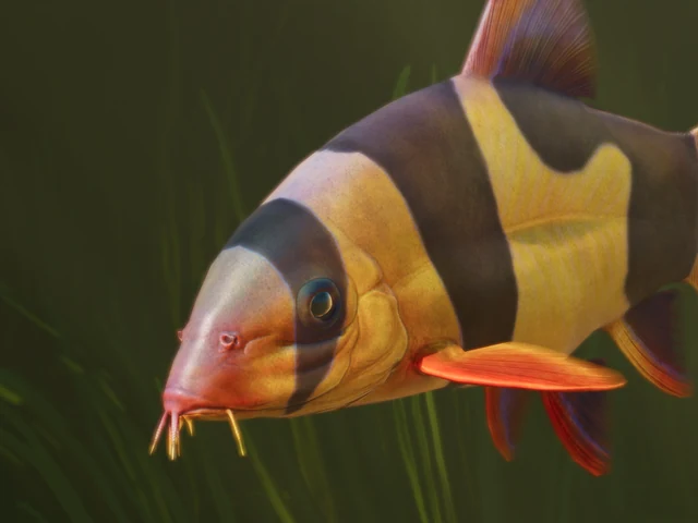 Clown Loach