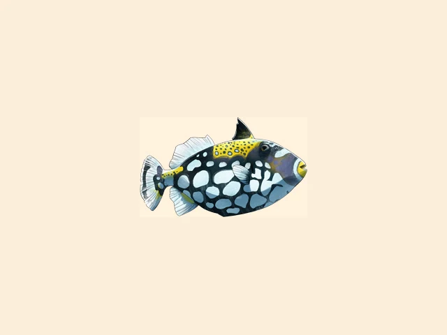 Clown Triggerfish