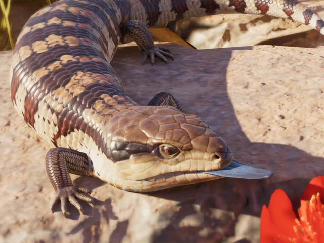 Common Bluetongue