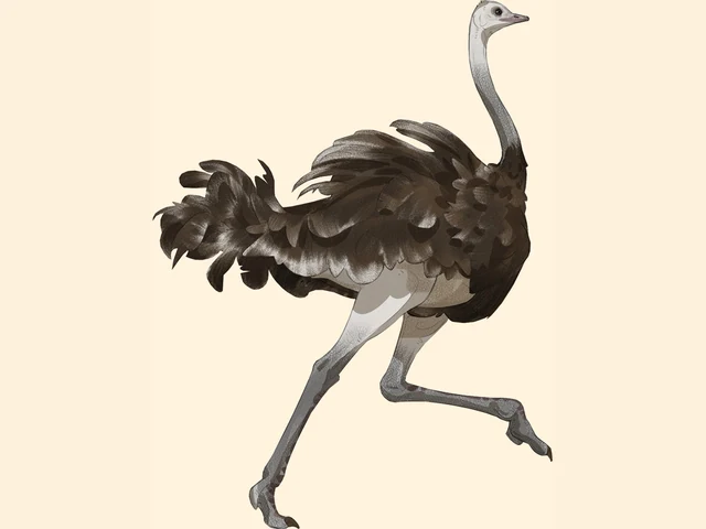 Common Ostrich