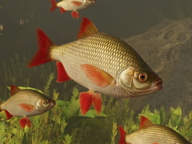 Common Rudd