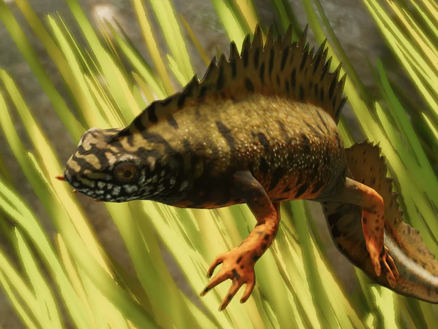 Danube Crested Newt