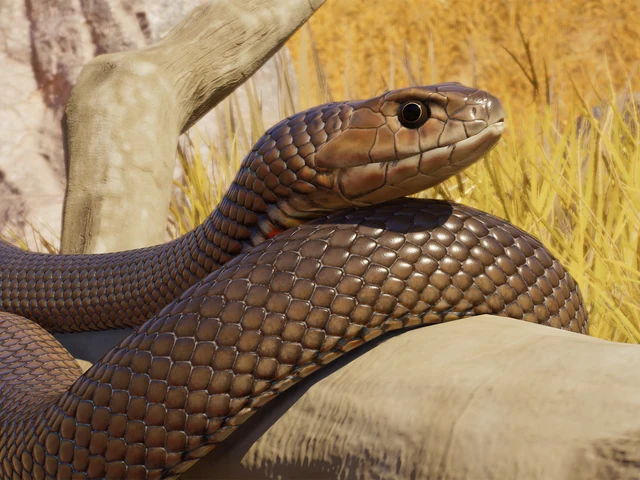Eastern Brown Snake