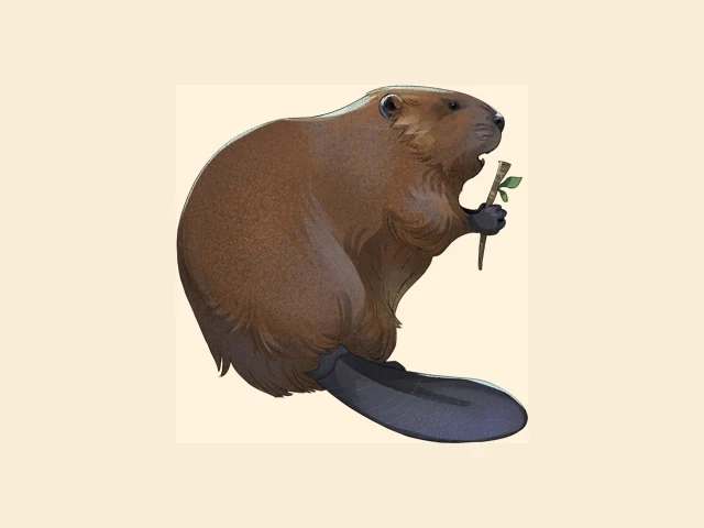 Eurasian Beaver