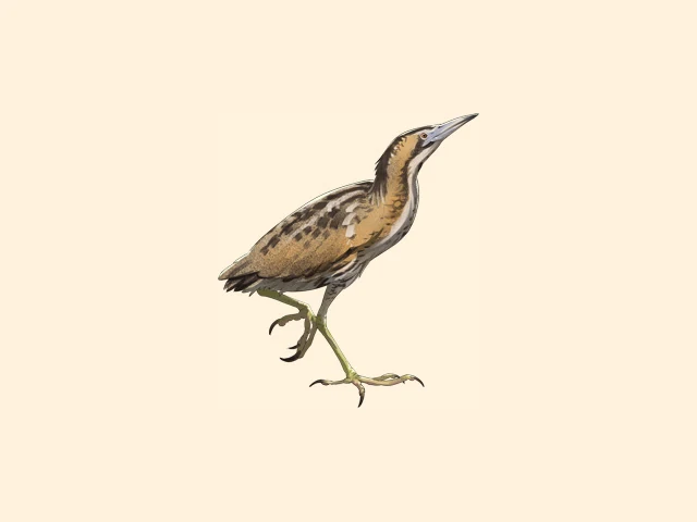 Eurasian Bittern