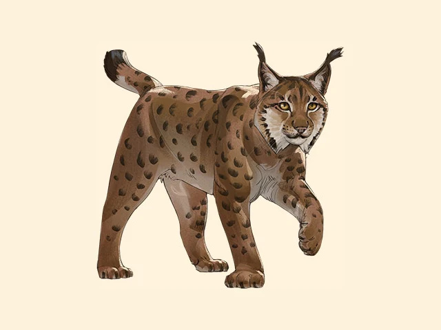 Eurasian Lynx