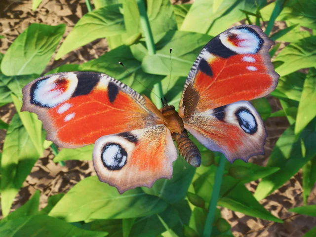 European Peacock