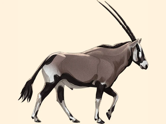 Gemsbok