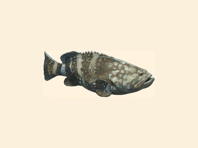 Giant Grouper