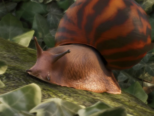 Giant Tiger Land Snail