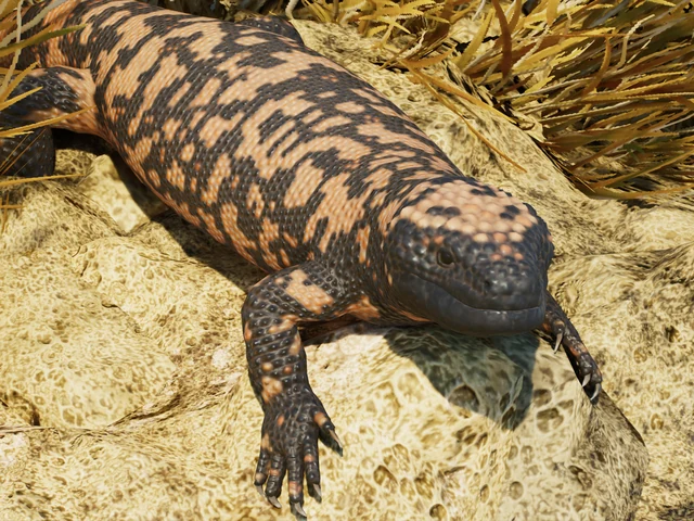 Gila Monster