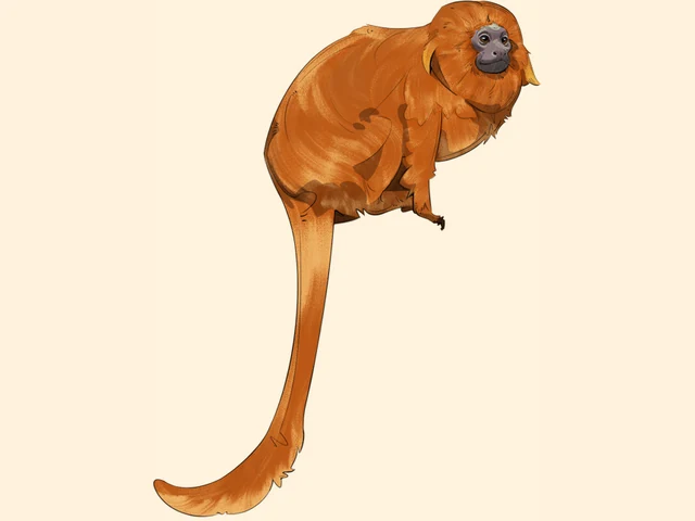 Golden Lion Tamarin