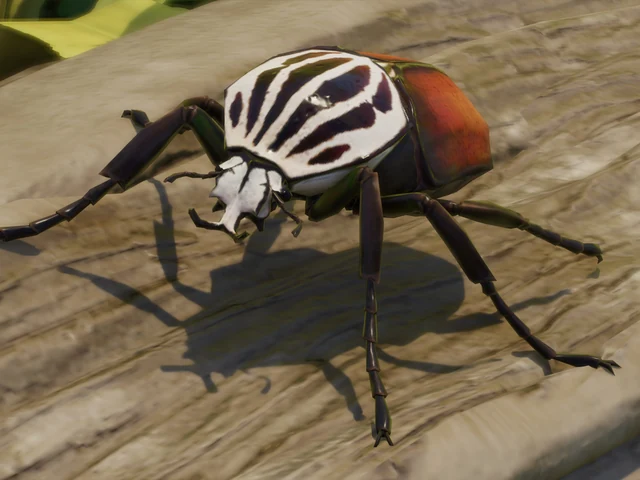 Goliath Beetle