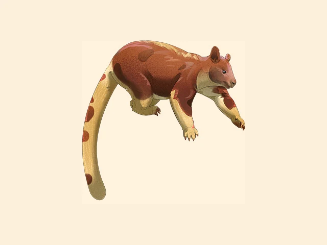 Goodfellow's Tree Kangaroo