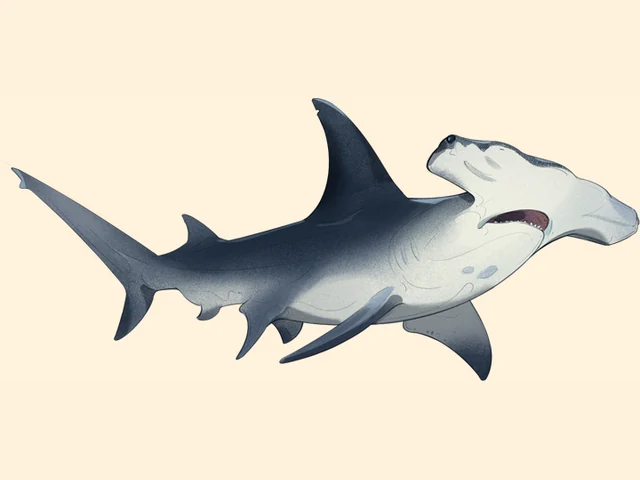 Great Hammerhead