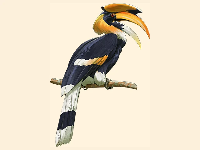 Great Hornbill