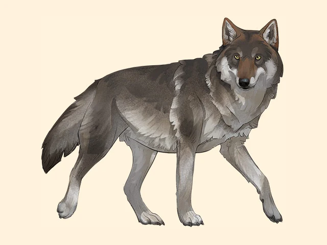 Grey Wolf