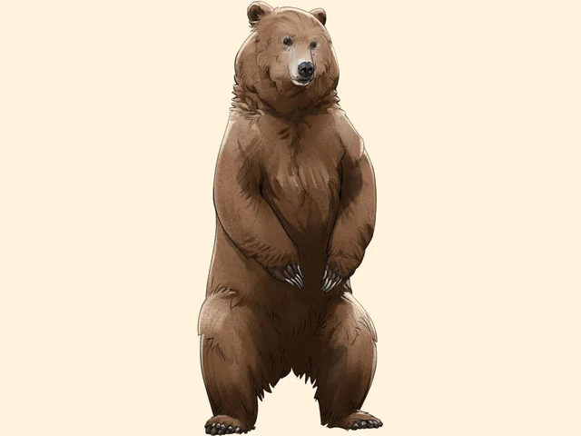 Grizzly Bear