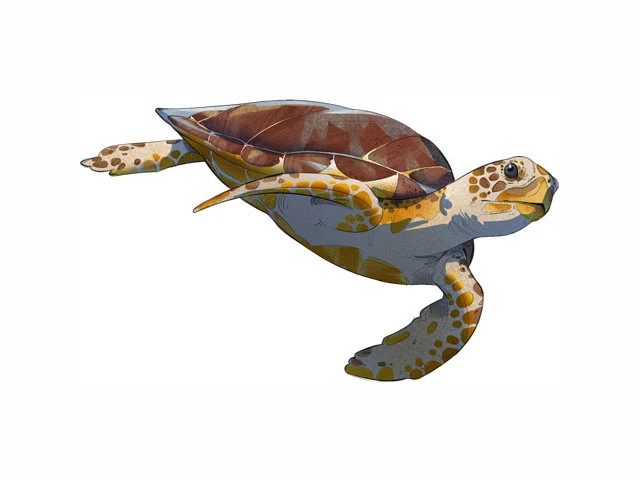 Hawksbill Turtle