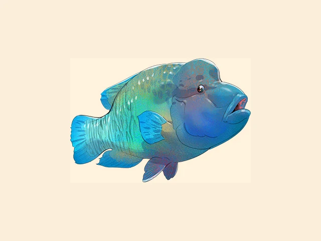 Humphead Wrasse