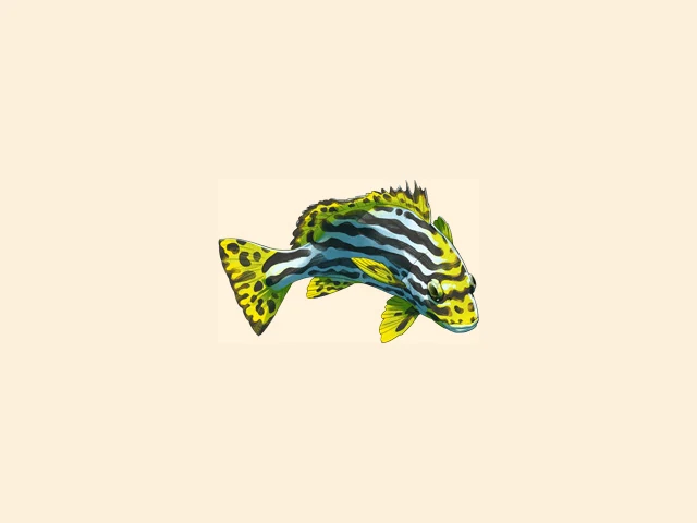 Indian Ocean Oriental Sweetlips