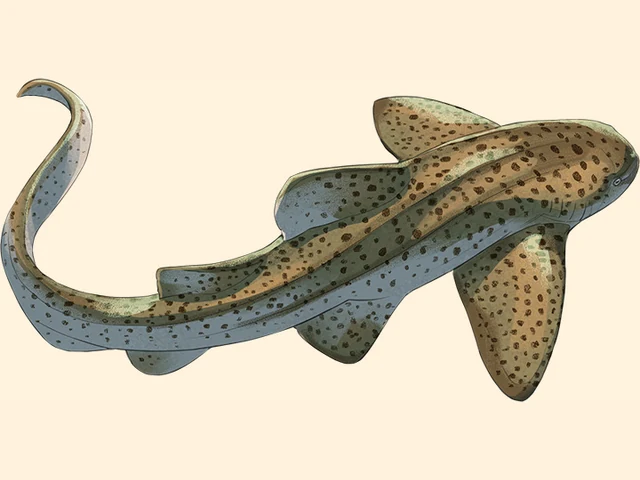 Indo Pacific Leopard Shark