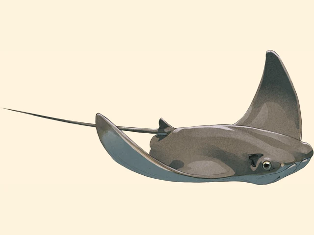 Javanese Cownose Ray
