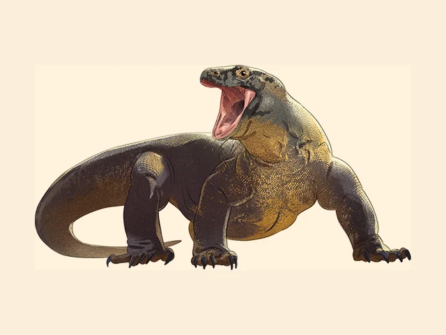 Komodo Dragon