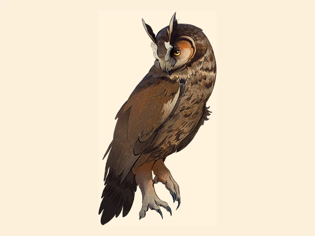 Long Eared Owl