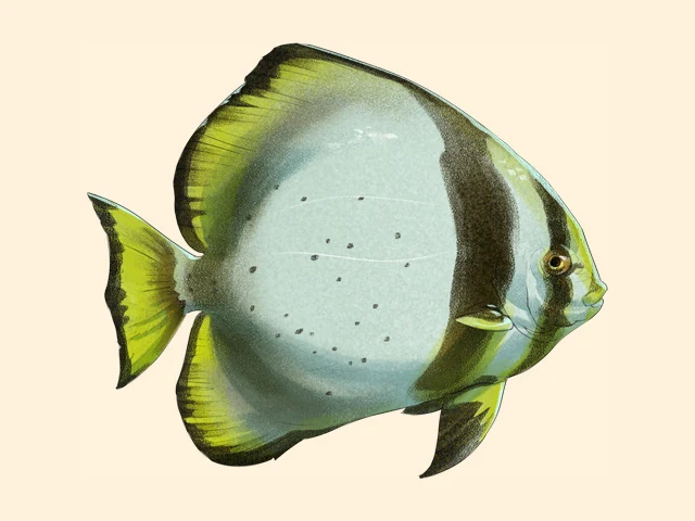 Longfin Batfish