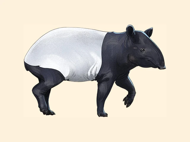Malayan Tapir