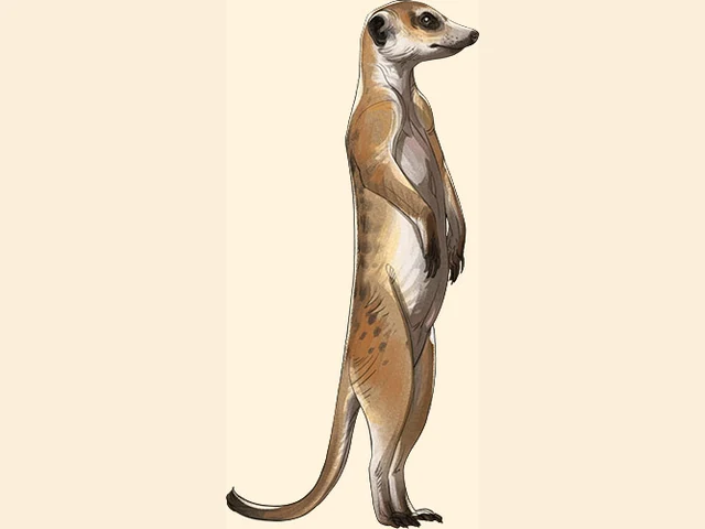 Meerkat