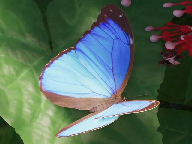 Menelaus Blue Morpho