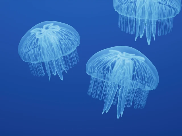 Moon Jelly