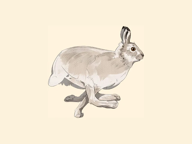 Mountain Hare